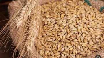 تحديثات الأسعار.. تراجع مفاجئ في سعر طن الأرز الشعير اليوم الأربعاء بالأسواق المصرية